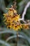Ozark witchhazel Hamamelis vernalis orange-yellow flowers