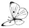 P Rapae Butterfly, vintage illustration