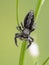 P1010003 Platycryptus californicus jumping spider, dorsal view, British Columbia, Canada cECP 2020