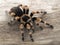 P1010006 Mexican orangeknee tarantula, Brachypelma hamorii, on wood cCEP 2018