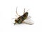 P1010010 dead male longlegged fly Dolichopus crenatus copyright ernie cooper 2019