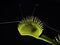 P1010011 backlit venus flytrap plant, Dionaea muscipula, showing captured prey inside cECP 2020