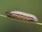 P1010011 Cisseps fulvicollis yellow-collared scape moth caterpillar cECP 2020