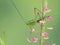 P1010012 drumming katydid, Meconema thalassinum, on a pretty salt marsh plant in Boundary Bay, Delta, British Columbia, Canada