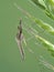 P1010013 male Aedes mosquito with ornate feathery antennae, Boundary Bay saltmarsh, Delta, British Columbia, Canada cECP 2020