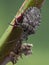 P1010014 rough stink bug, Brochymena affinis, on blackberry, vertical cECP 2021