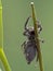 P1010015 Platycryptus californicus jumping spider, from below, British Columbia, Canada cECP 2020