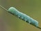 P1010015 tobacco hornworm, Manduca sexta, crawling on a plant stem cECP 2022