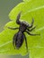 P1010019 jumping spider, Platycryptus californicus, on leaf, dorsal British Columbia, Canada cECP 2020