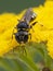 P1010019 tiny squarehead wasp, Ectemnius species, on flower of a common tansy, Tanacetum vulgare, Delta, British Columbia, Canada