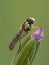P1010026 vertical male hoverfly, Sphaerophoria sulphuripes, on geranium cECP 2020