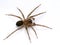 P1010027 subadult male brown ground spider Cybaeus eutypus, isolated cECP 2020