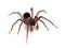 P1010032  subadult male brown ground spider Cybaeus eutypus, isolated cECP 2020