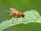 P1010034 bright orange fly, Thricops diaphanu, on a green leaf, Deas Island, BC cECP 2020