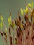P1010035 sporophytes of wall screw-moss, Tortula muralis, cECP 2020
