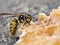 P1010039 German yellowjacket Vespula germanica feeding on salmon cECP 2019