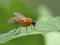 P1010043 bright orange fly, Thricops diaphanu, cleaning its wings, Deas Island, BC cECP 2020