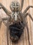 P1010043 female giant house spider Eratigena duellica eating bluebottle blowfly Calliphora vicina cECP 2020