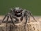 P1010043 jumping spider, Platycryptus californicus, facing camera, British Columbia, Canada cECP 2020