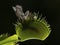 P1010049 backlit venus flytrap plant, Dionaea muscipula, showing captured moth within cECP 2020