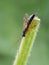 P1010061 Ichneumon Wasp family Ichneumonidae copyright ernie cooper 2019
