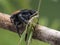 P1010062 male Johnson`s jumping spider, Phiddipus johnsoni, eating a  drumming katydid Meconema thalassinum cECP 2020