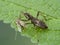 P1010064 damsel bug Hoplistoscelis heidemanni feeding on a nonbiting midge chironomid cECP 2020
