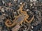P1010069 very young Arizona bark scorpion, Centruroides sculpturatus cECP 2020