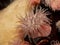 P1010079 pink-striped brooding anemone, Epiactis prolifera, British Columbia, Canada cECP 2020