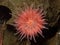 P1010080 pink brooding anemone, Epiactis prolifera, British Columbia, Canada cECP 2020