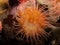 P1010086 orange brooding anemone, Epiactis prolifera, British Columbia, Canada cECP 2020