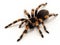 P1010088 Mexican orangeknee tarantula, Brachypelma hamorii, isolated cCEP 2018