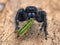 P1010122 male Johnson`s jumping spider, Phiddipus johnsoni, eating a  drumming katydid Meconema thalassinum cECP 2020
