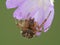 P1010172 cross orbweaver spider, Araneus diadematus, looking at camera underneath a flower cECP 2020