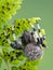 P1010254 Shamrock orbweaver spider Araneus trifolium copyright ernie cooper 2019