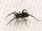 P5110133  side view of a female wolf spider, Pardosa species, cECP 2022
