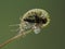 P6010008 leaf of a cape sundew carnivorous plant Drosera capensis that has trapped and enveloped a snipe fly cECP 2021