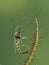 P6050116 nonbiting midge that has been trapped by a fork-leaved sundew plant, Drosera binata cECP 2021