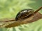 P7110073 water scavenger beetle, Tropisternus lateralis, side view. Delta, British Columbia, Canada cECP 2021