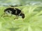 P7110077 underside of a swimming water scavenger beetle, Tropisternus lateralis. Delta, British Columbia, Canada cECP 2021