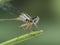 P8010102 face of a northern spreadwing damselfly, Lestes disjunctus, Delta, British Columbia, Canada cECP 2021