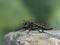 P8100352 side view of a robber fly, Machimus callidus, cECP 2022