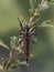 P8100393 robber fly, Machimus callidus, resting ona plant, cECP 2022