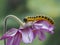 P9141790 yellow and black dogwood sawfly larvae, Macremphytus testaceus, on pink Geranium flower cECP 2022