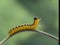 P9161911 colorful dogwood sawfly larvae, Macremphytus testaceus, crawling on a plant stem cECP 2022