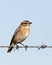 Paapje, Whinchat, Saxicola rubetra