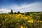 Paardenhoefklaver, Horseshoe Vetch, Hippocrepis comosa