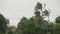Pabuk typhoon, ocean sea shore, Thailand. Natural disaster, eyewall hurricane. Strong extreme cyclone wind sways palm