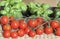 Pachino tomatoes and Genoese basil