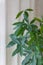 Pachira aquaitca house plant background